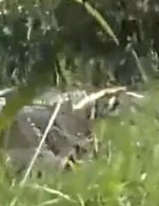 资讯《热点-老夫妻养百斤巨蟒 每天推车运出在